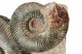 Two Toarcian Ammonite (Hammatoceras) Fossils - France #191714-3